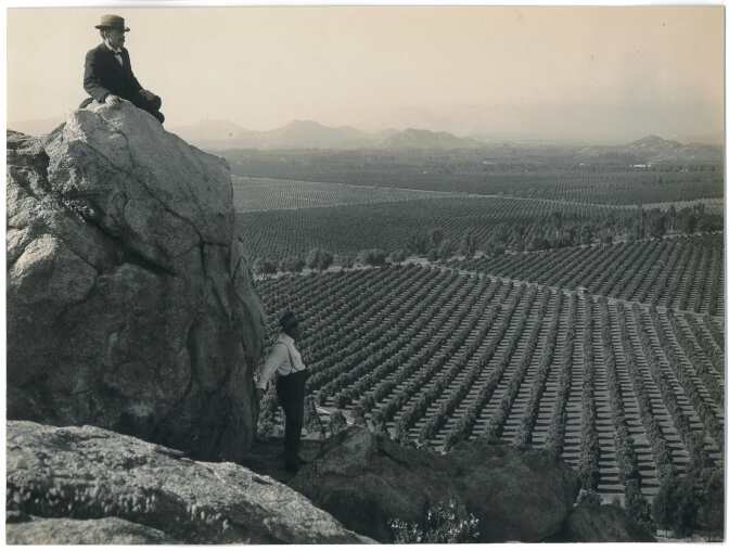 Vistas of citrus groves in the Inland Empire.