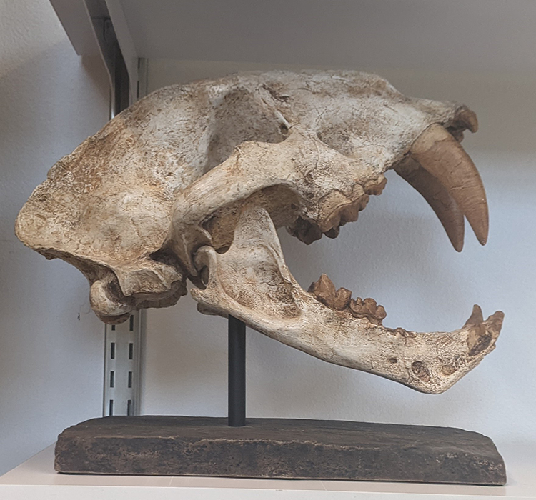 Skull
