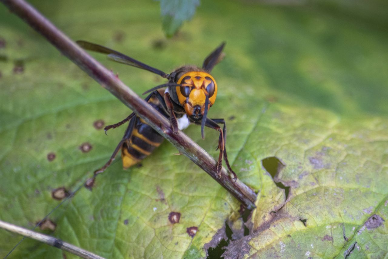 Murder Hornets