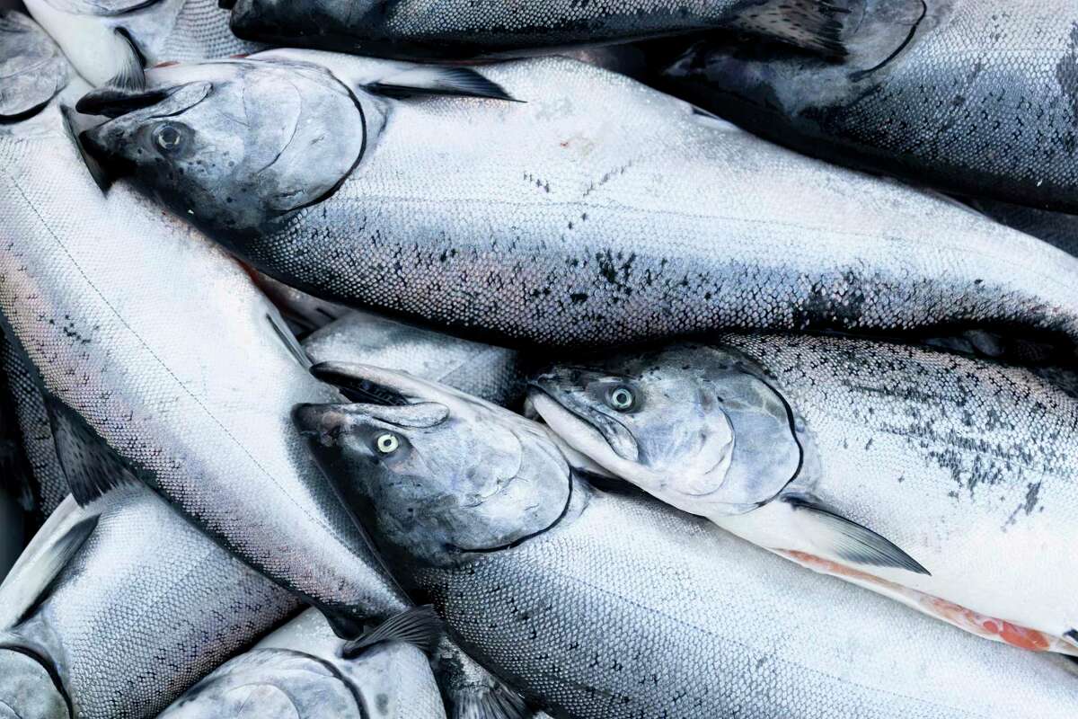 Salmon fisherman arrive to unload their catches at Pier 45 in San Francisco on Wednesday. Fresh king salmon is coming in from coastal Monterey and Santa Cruz counties.