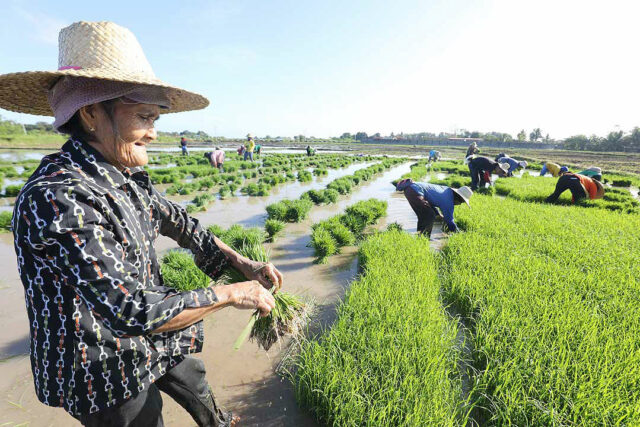farmers-rice-field