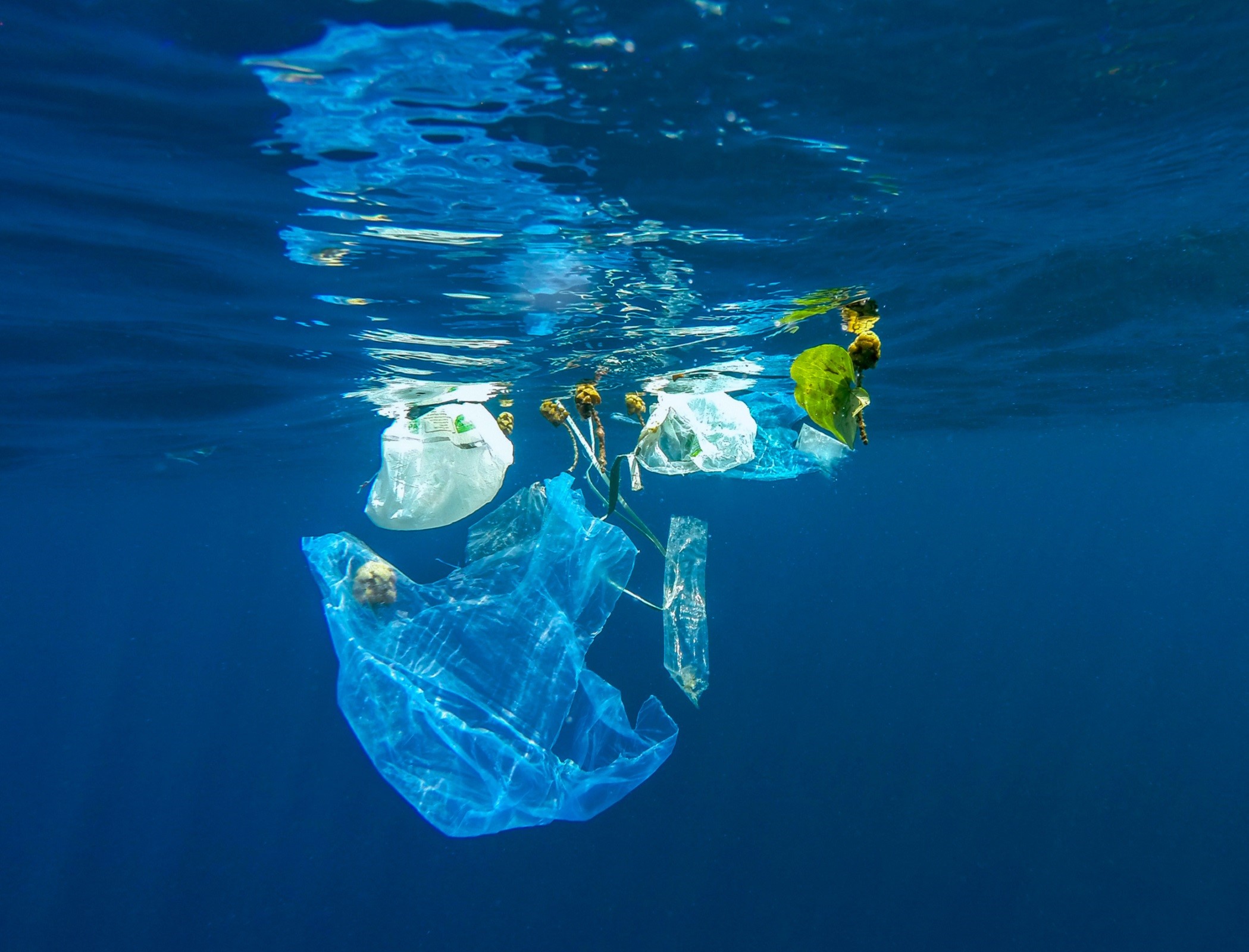 Plastic bag floating in the ocean with seaweed