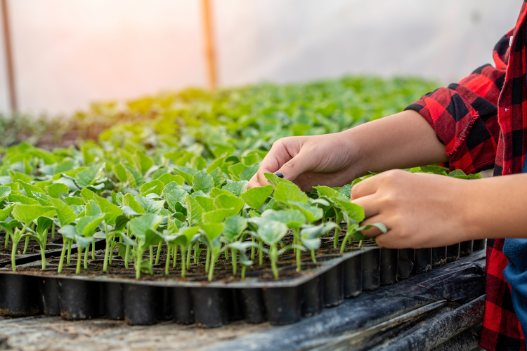 Person handling plant trays