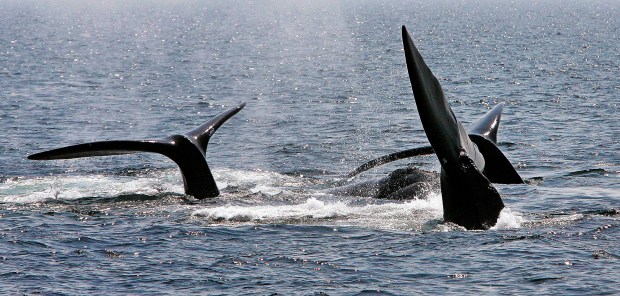 FILE - In this April 10, 2008 file photo, a ballet of three North Atlantic right whale tails break the surface off Provincetown, Mass., in Cape Cod Bay. Marine conservation groups say the endangered North Atlantic right whale is having such a bad year for accidental deaths in 2017 that all the mortality could challenge the species' ability to recover in the future. There are thought to be no more than 500 of the giant animals left. Biologists say there have been 12 known deaths of the whales since April, meaning about 2 percent of the population had died in just a few months. (AP Photo/Stephan Savoia, File)