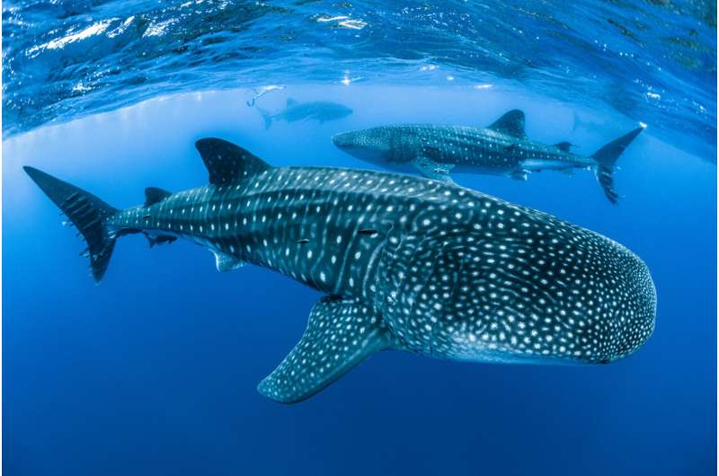 Whale Shark. Credit: Simon Pierce Shipping poses significant threat to the endangered whale shark