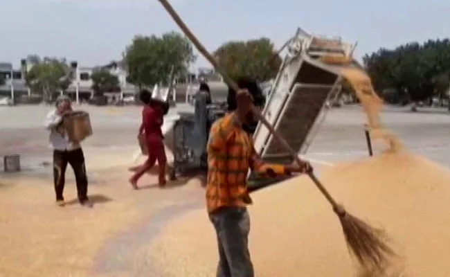 Wheat Procurement To Slide By More Than Half As Exports Rise: Food Secretary Wheat Procurement To Slide By More Than Half As Exports Rise: Food Secretary