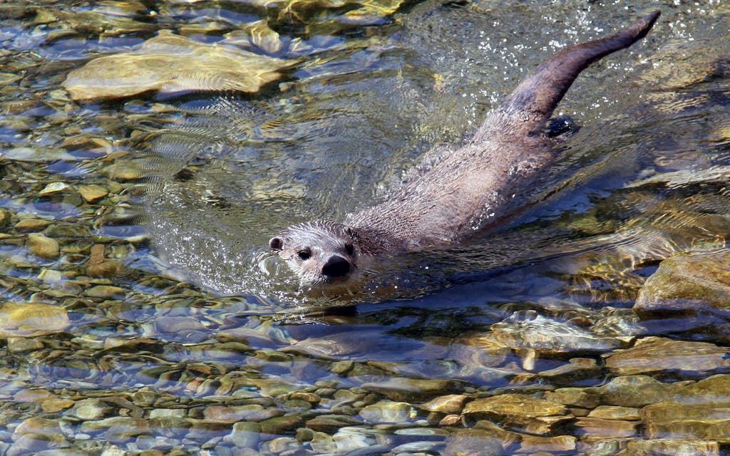 Following up on Tesla's promise for an ecological paradise