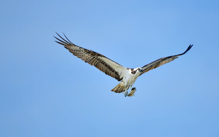 Following up on Tesla's promise for an ecological paradise