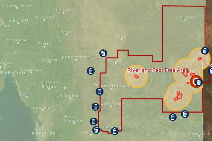 A map shows the pest free area of the Riverland, north east of Adelaide, with yellow circles showing fruit fly outbreaks