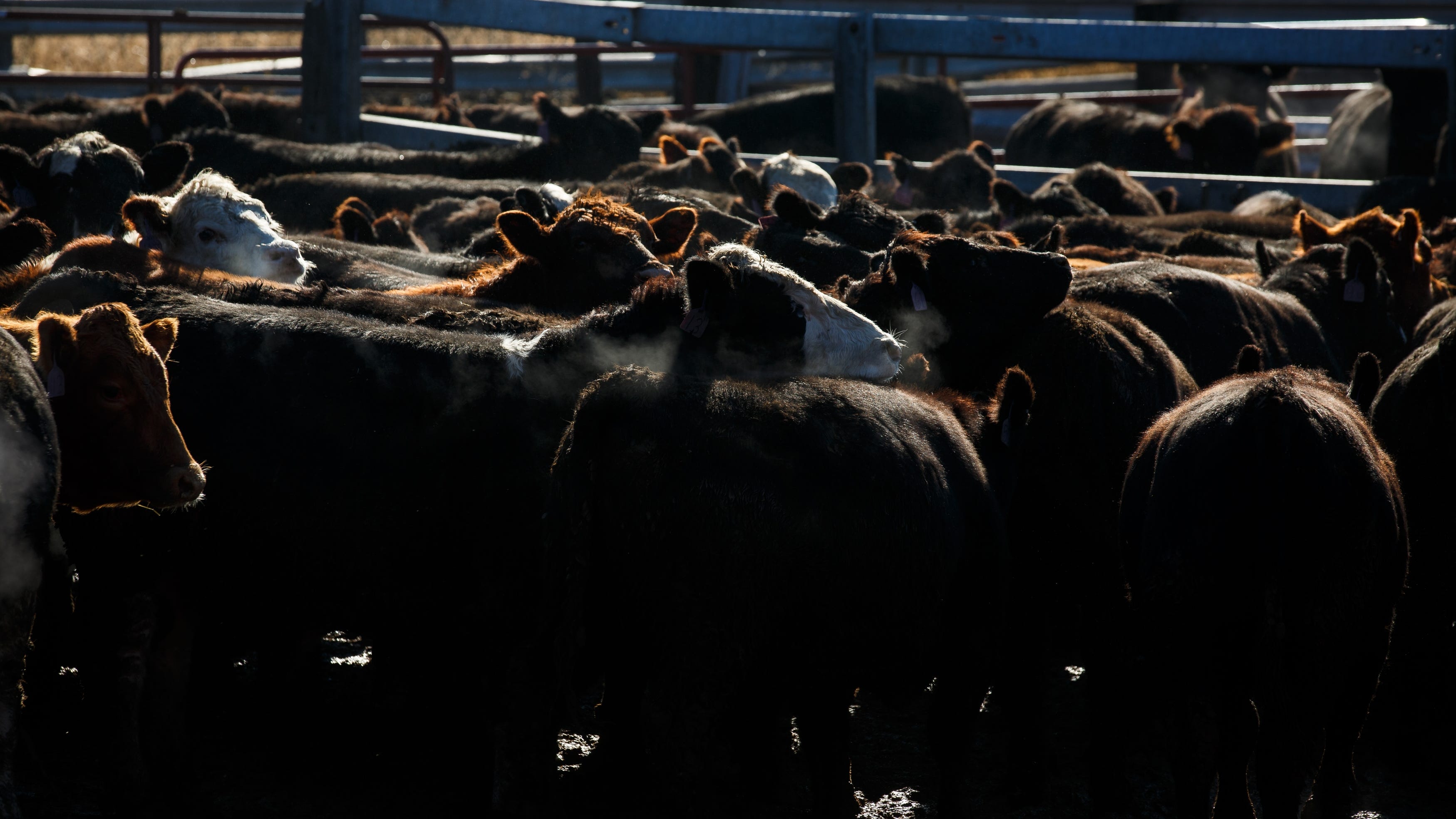 Cattle stand in a pen before being sorted for feeding.
