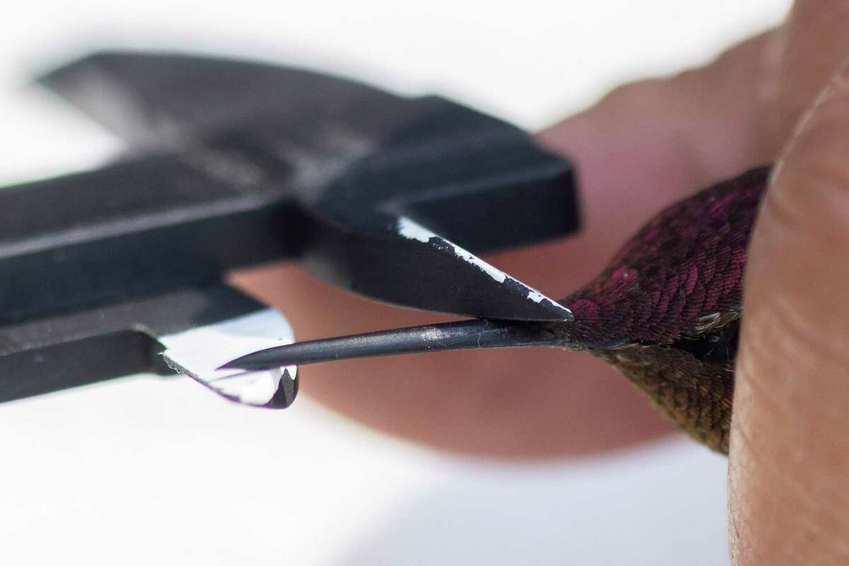 Dr. Lisa Tell, professor of avian medicine at UC Davis School of Veterinary Medicine, measures the beak length of a male Anna’s hummingbird while working at the private residence of UC Davis Emeritus Professor Manfred Kusch.