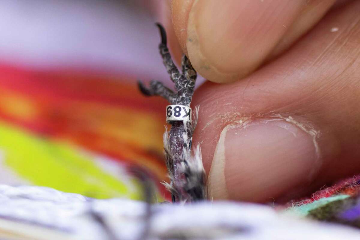 Dr. Lisa Tell, professor of avian medicine at UC Davis School of Veterinary Medicine, places a numbered band on the leg of a male Anna’s hummingbird while working at the private residence of UC Davis Emeritus Professor Manfred Kusch.
