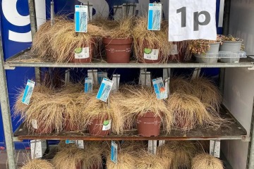 B&M reduces plants to just 1p - but no one can agree if they’re a bargain