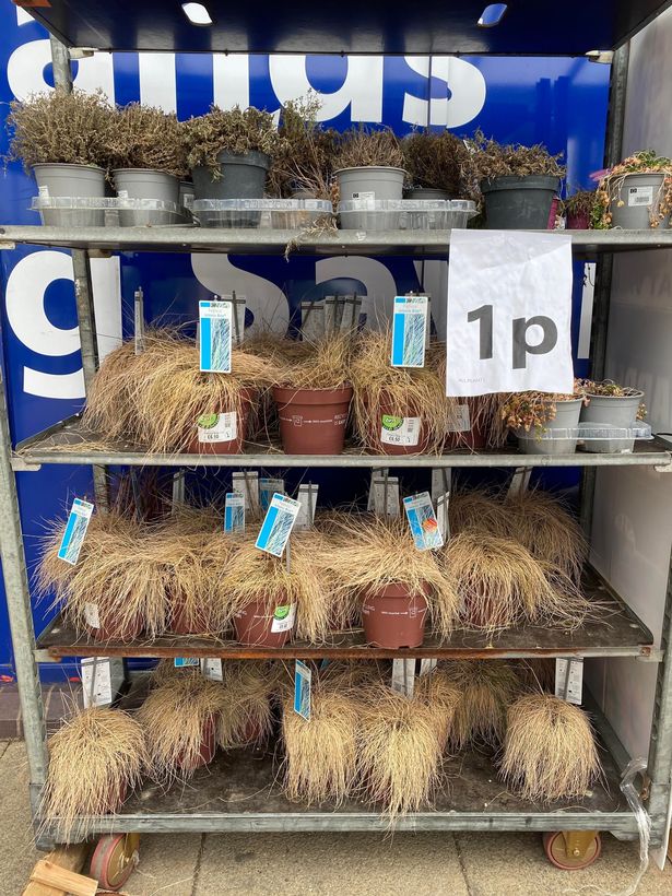 Plants on sale for 1p at B&M