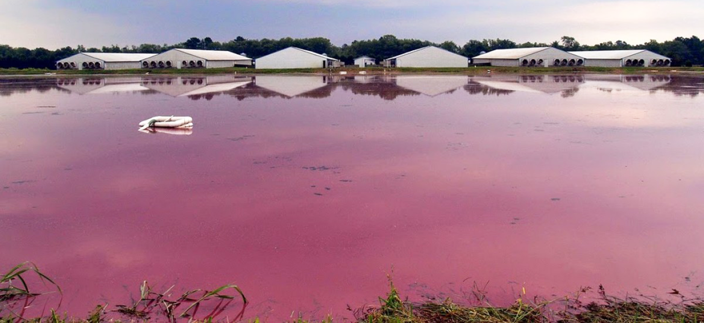 VegNewsLagoonSmithfield