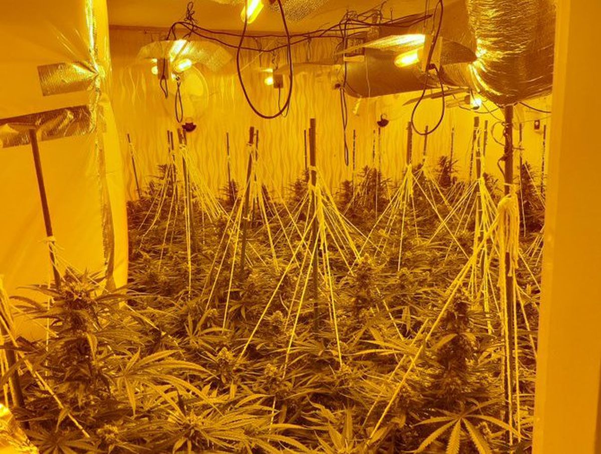 Cannabis factory. Photo: @TelfordCops
