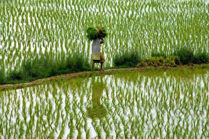 Paddy_Farmer_Field_PTI Stalin, paddy, Delta districts