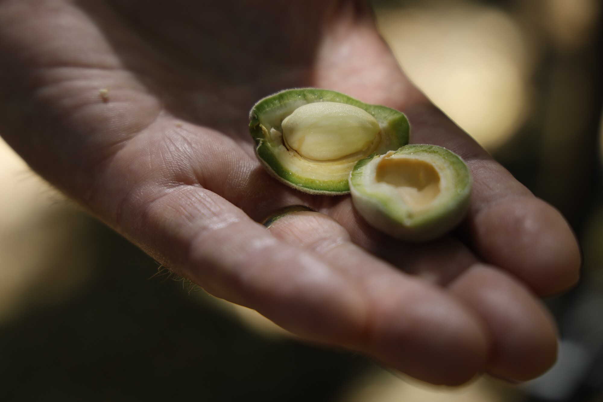 Scott Phippen holds an almond cut open in his orchard.
