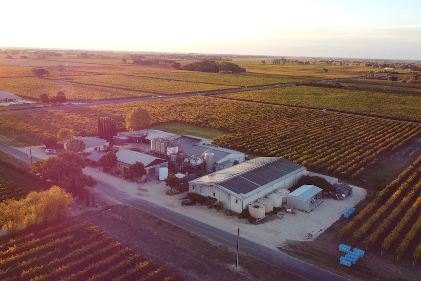 An aerial view of a vineyard.