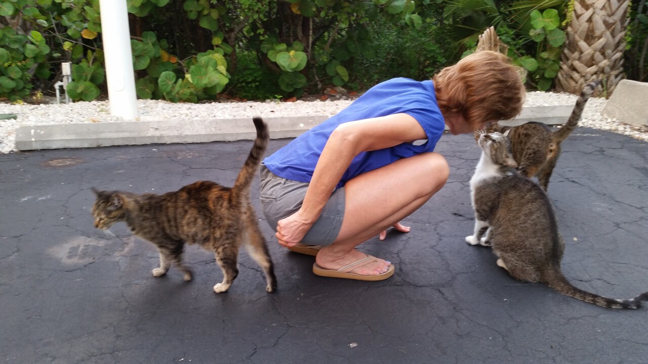 Kathleen caring for her outdoor cats.jpg