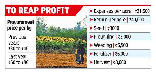 Good procurement prices woo farmers to cultivate sunflower