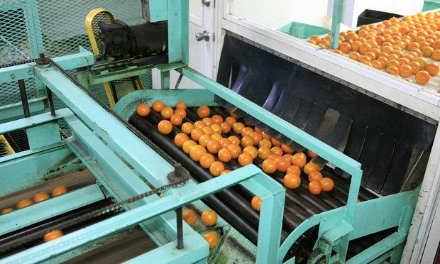 The machinery used to wash and inspect oranges ready for grading and packing for stores around Florida. Credit: csfotoimages/Adobe Stock
