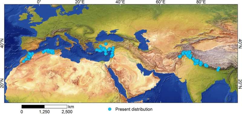 Winter precipitation and temperature constrain distribution of cedrus plants