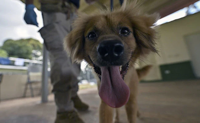 Workers Open Shipping Container After 40 Days. Inside Was A Bruised Dog Workers Open Shipping Container After 40 Days. Inside Was A Bruised Dog