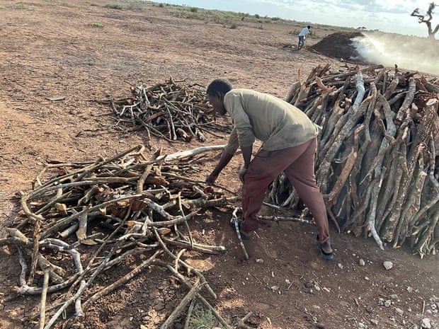 Dried wood is stacked and then burned to make charcoal.