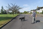 Dave Hunnicutt, who leads Oregonians in Action, walks his dog Chuck on Aug. 8 in King City. “I think it’s poor public policy,” said Hunnicutt, “for a bunch of unelected planners and political appointees of the governor to tell people we don’t care how you want to live — this is how you’re going to live.”