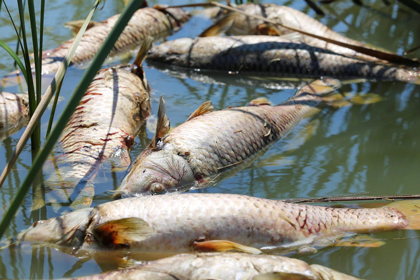 Bloated fish float on murky green water among reeds in a lake in daylight.