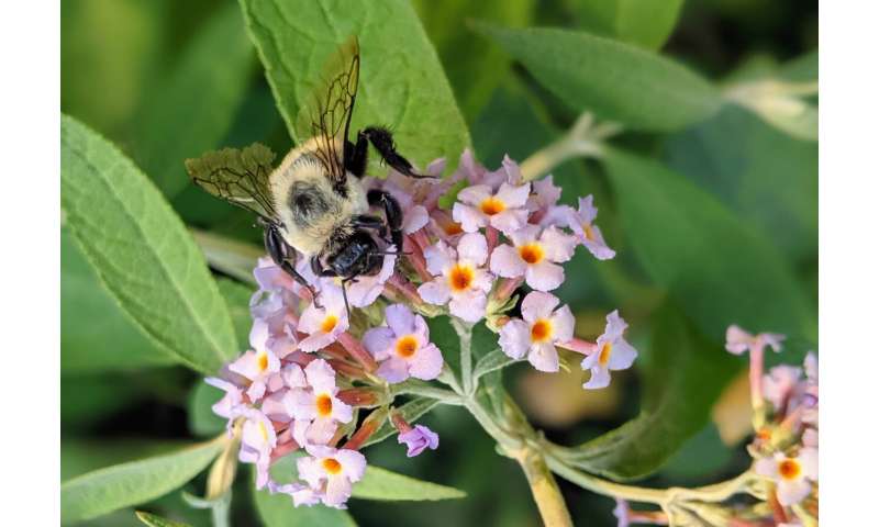 Spring forward: Changing climate's early winter wakeup call is a buzz kill for bumblebees