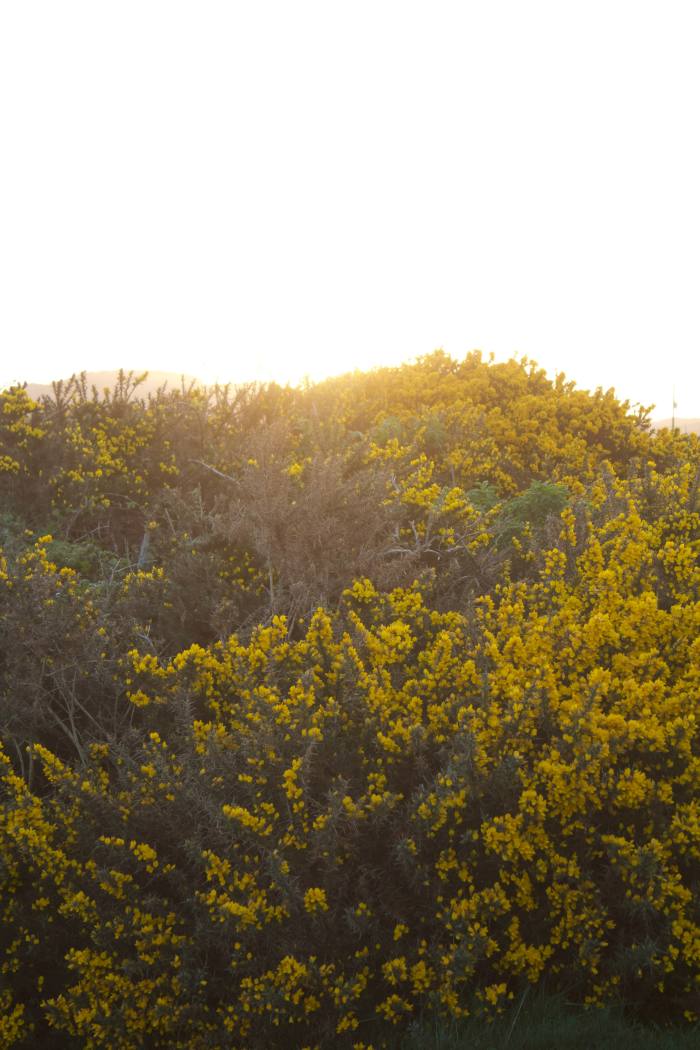 Sunset and gorse on the Ross of Mull
