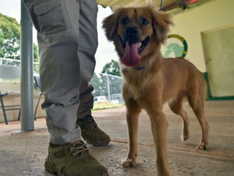 Mili the dog standing free on a chained collar