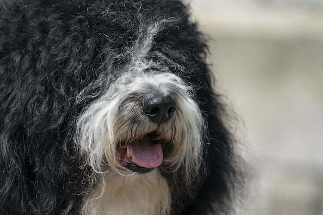 Westminster Dog Show