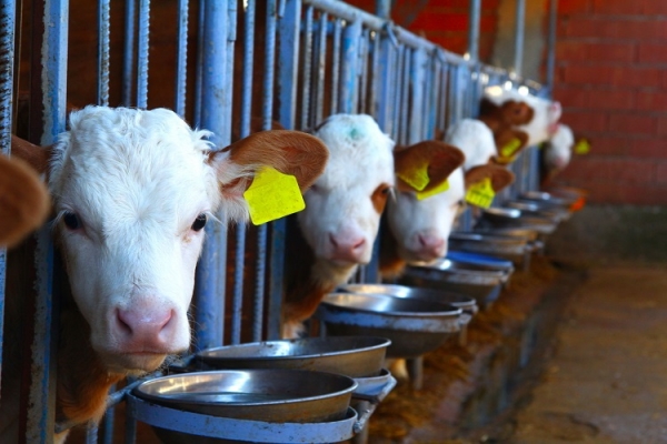 GettyImages-erosera cows feeding