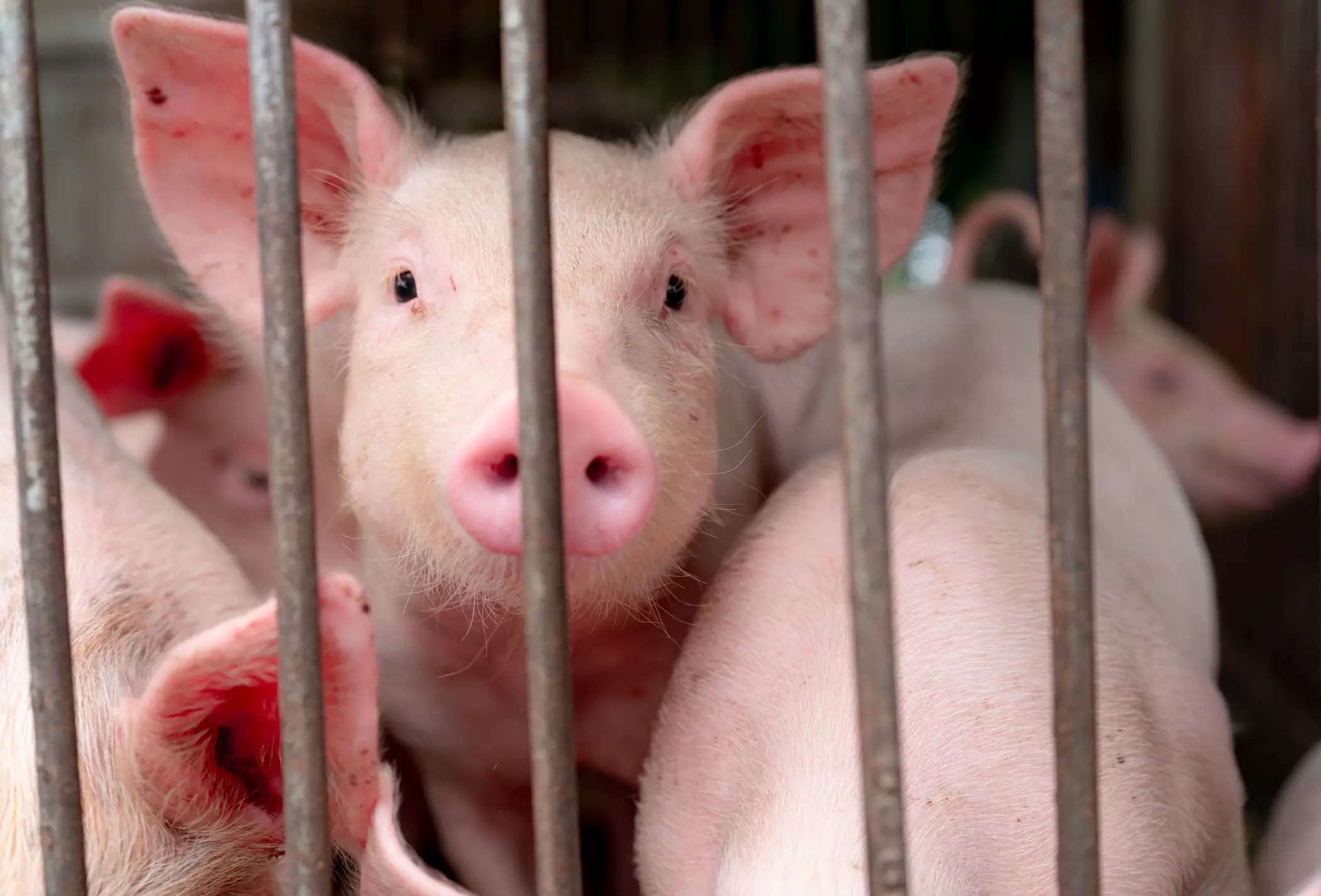 African swine fever does not affect humans but is still a cause of concern as it is a food safety issue