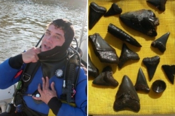I collect teeth of the biggest shark to ever live - my scariest experience