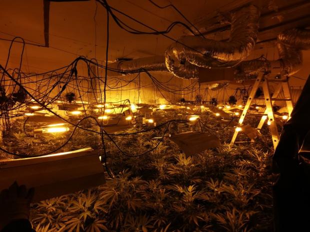 Swindon Advertiser: Police said there were over 300 plants inside