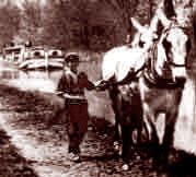 Pulling a canal boat by mule. 
(Photo: champlaincanal.net)