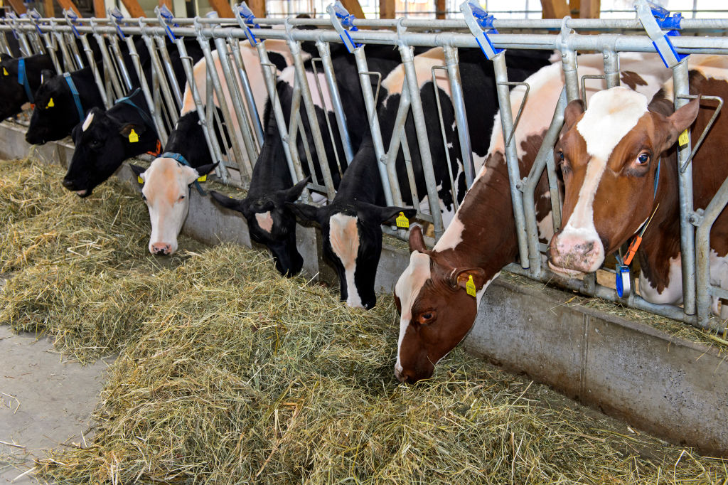 Cows are fed in a dairy barn in Sarnen, Switzerland on Feb. 7, 2021. (Gunter Fischer—UCG/Universal Images Group/Getty Images)