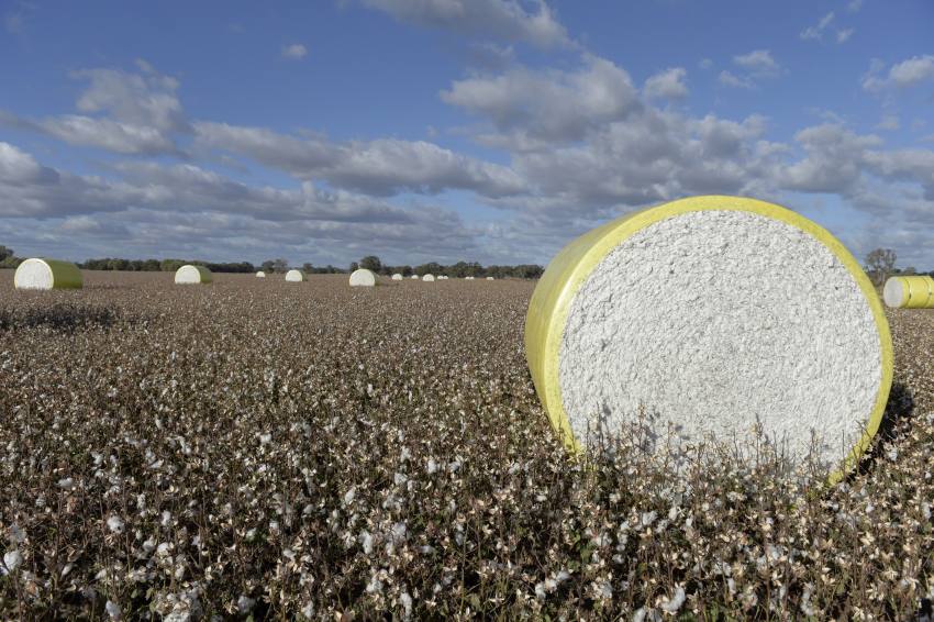 Bales of white cotton in a field