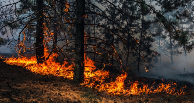 Inform buyers of climate change risks, conveyancers warned burning forestland