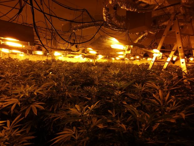 Swindon Advertiser: Inside the cannabis factory found in Swindon town centre