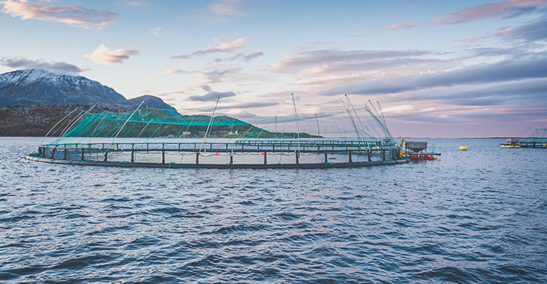 NEXTY winner Kvarøy Arctic fights food waste, improves sustainability with salmon hot dogs NEXTY winner Kvarøy Arctic fights food waste, improves sustainability with salmon hot dogs