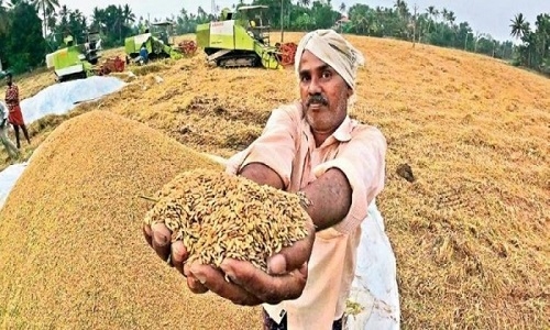 paddy procurement paddy procurement