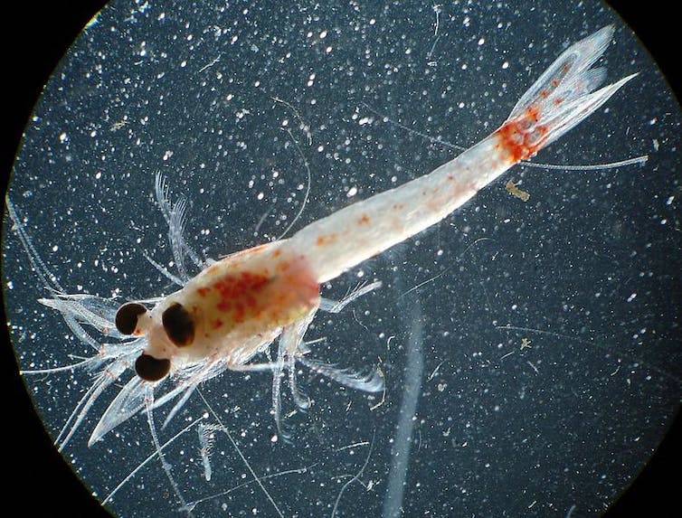 The bloody red mysid shrimp